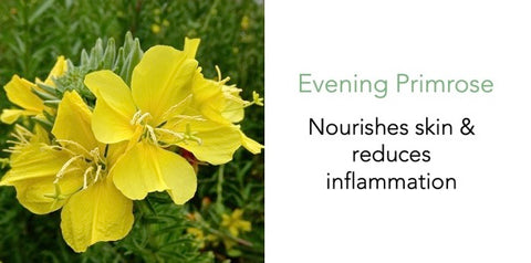 Eastern Orchard Body Milk 320ml - THANN Singapore