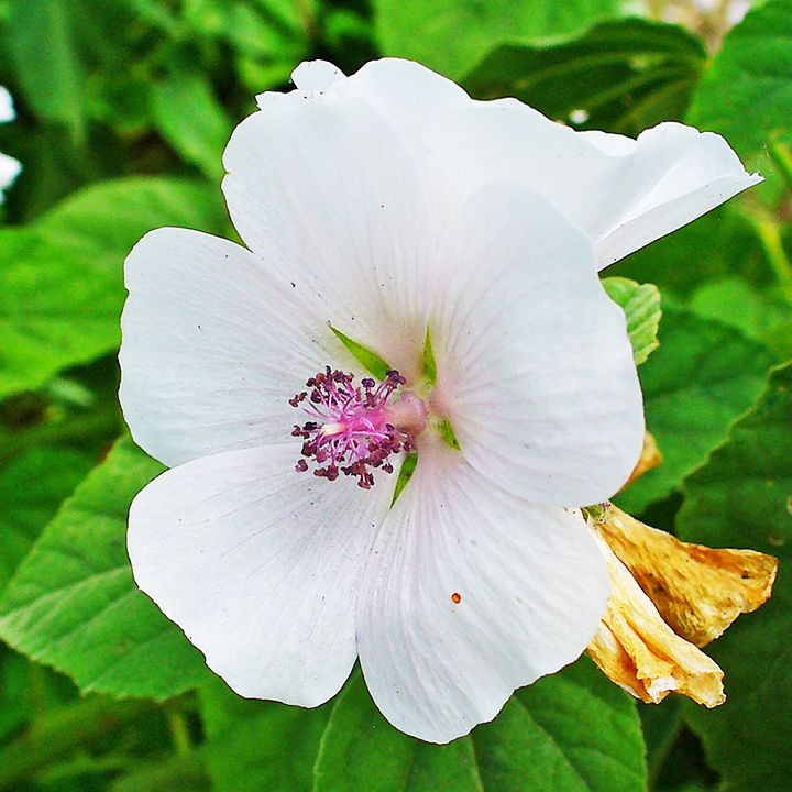 The Marvelous Marshmallow Plant: A Traditional Treat That Also Heals