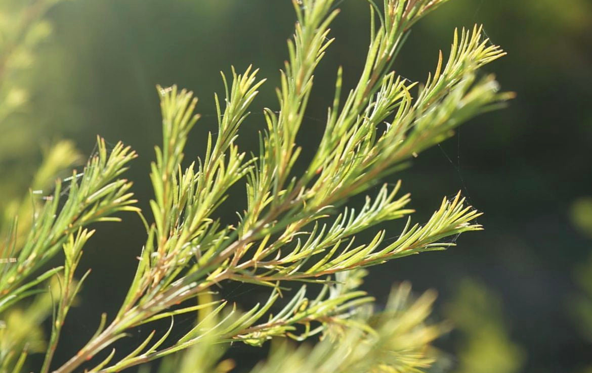 Harness the Healing Power of Tea Tree Oil – THANN Singapore