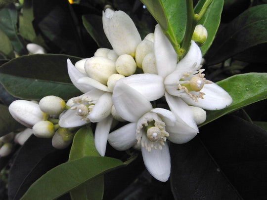 Neroli