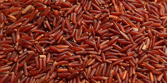 Rice Callus Culture